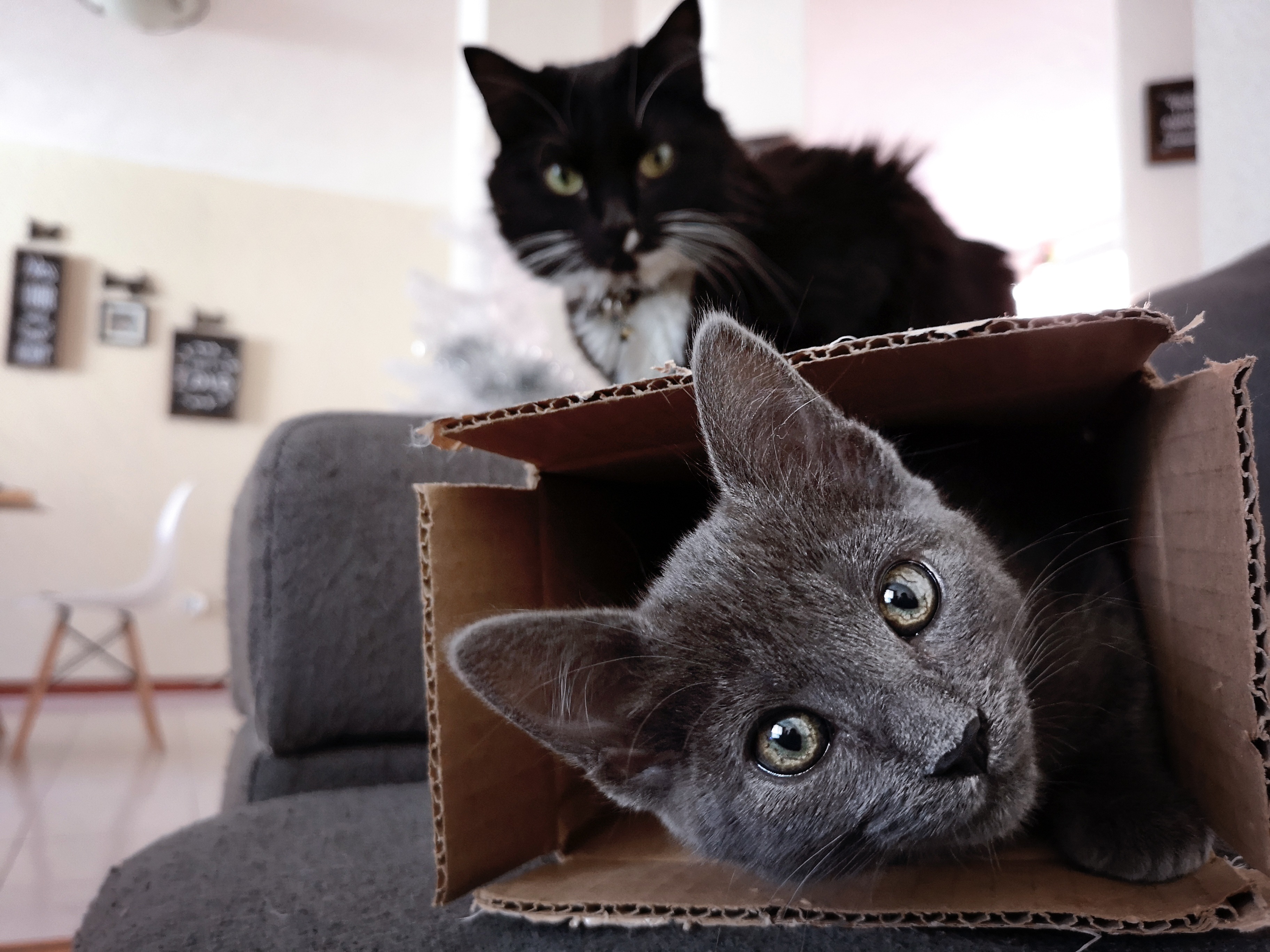 Chile Pet Import: Regulations, Permits and Timeline